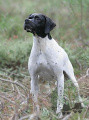 Pedigree OKLAND DES BUVEURS D'AIR Pedigree OKLAND DES BUVEURS D'AIR